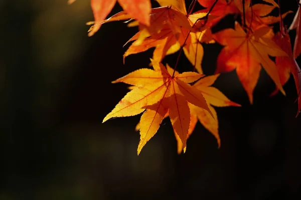 Landschaft Herbst Hokkaido — Stockfoto