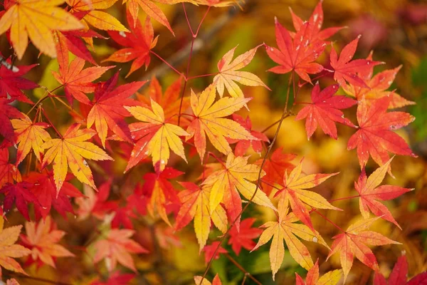 Краєвид Восени Хоккайдо — стокове фото