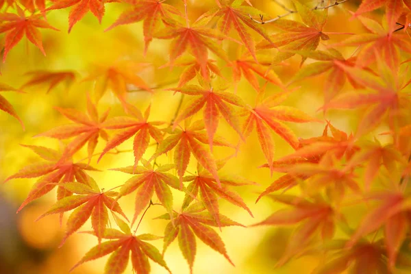 Краєвид Восени Хоккайдо — стокове фото