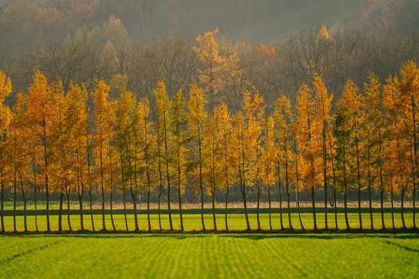 Szélálló Hokkaido — Stock Fotó