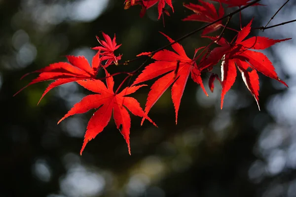 北海道秋季景观 — 图库照片