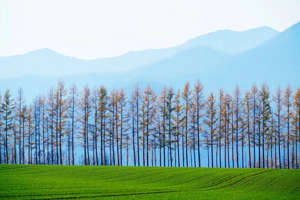 Windproof Forest Spring — Stock Photo, Image