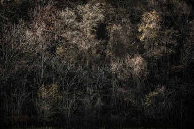 sonbahar manzarada hokkaido