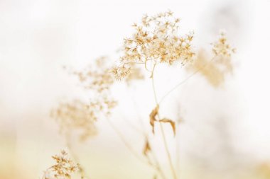 Kış hokkaido çimen