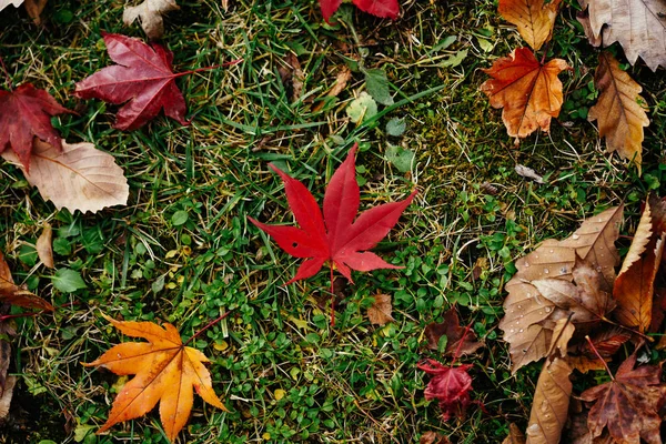 Landscape Autumn Hokkaido — Stock Photo, Image