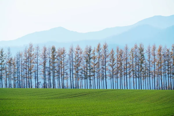 Windproof Forest Spring — Stock Photo, Image