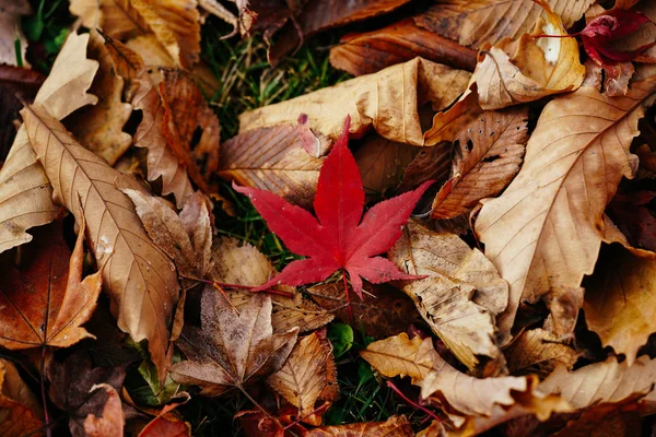 秋の風景北海道 — ストック写真
