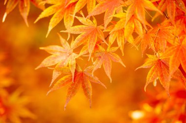 sonbahar manzarada hokkaido