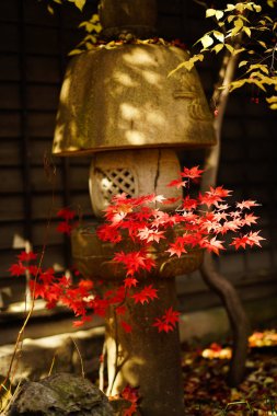 sonbahar manzarada hokkaido