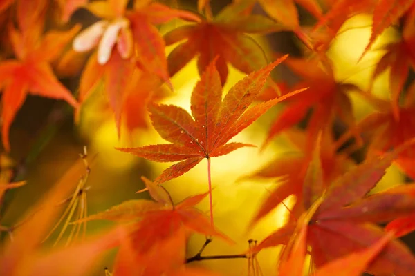 Landschaft Herbst Hokkaido — Stockfoto