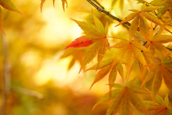 Krajobraz Jesieni Hokkaido — Zdjęcie stockowe