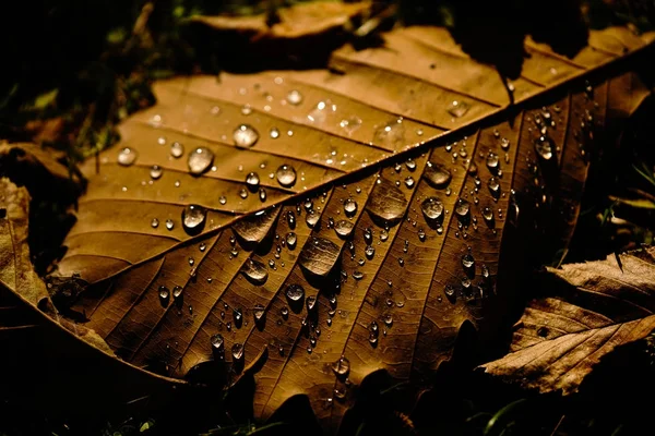 雨点落在枯叶上 — 图库照片