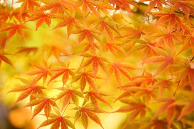 sonbahar manzarada hokkaido