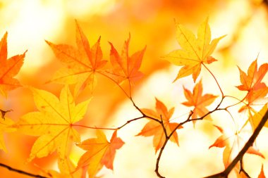 sonbahar manzarada hokkaido