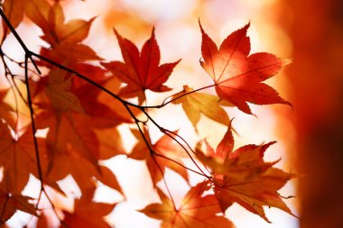 sonbahar manzarada hokkaido