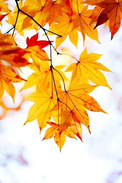 sonbahar manzarada hokkaido