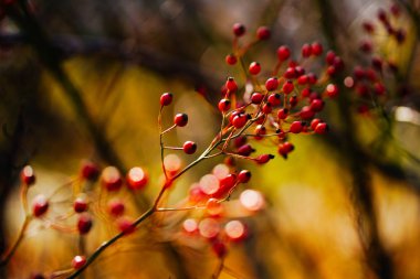 sonbaharın kırmızı tohum