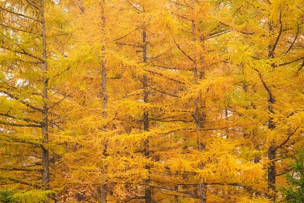 Větruodolný Les Podzim — Stock fotografie