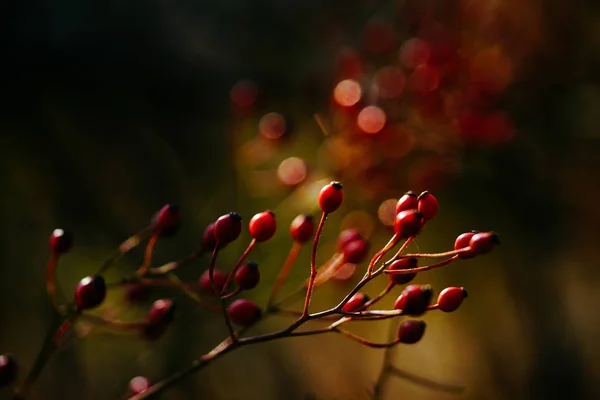 Roter Samen Herbst — Stockfoto