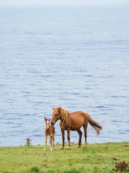 Cavalo Ilha Yonaguni — Fotografia de Stock