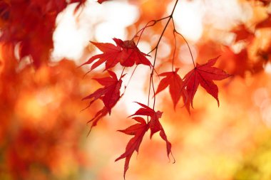 sonbahar manzarada hokkaido