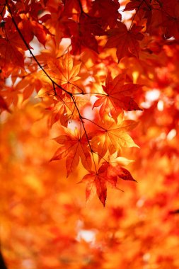 sonbahar manzarada hokkaido