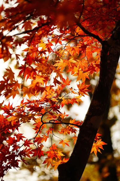 sonbahar manzarada hokkaido