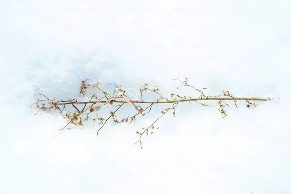 Grama Neve Inverno — Fotografia de Stock