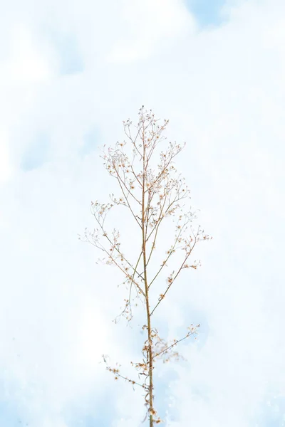 Трава Зимой Хоккайдо — стоковое фото