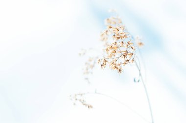 Kış hokkaido çimen