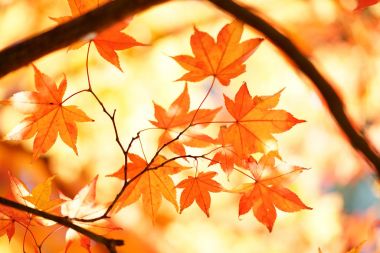 sonbahar manzarada hokkaido