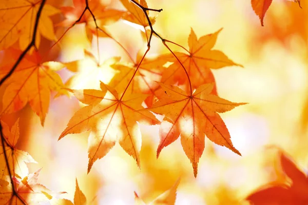 秋の風景北海道 ロイヤリティフリーのストック写真