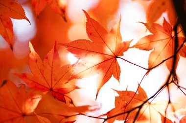 sonbahar manzarada hokkaido