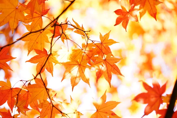 Landscape Autumn Hokkaido — Stock Photo, Image