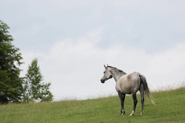 Caballo Pasto Verano —  Fotos de Stock