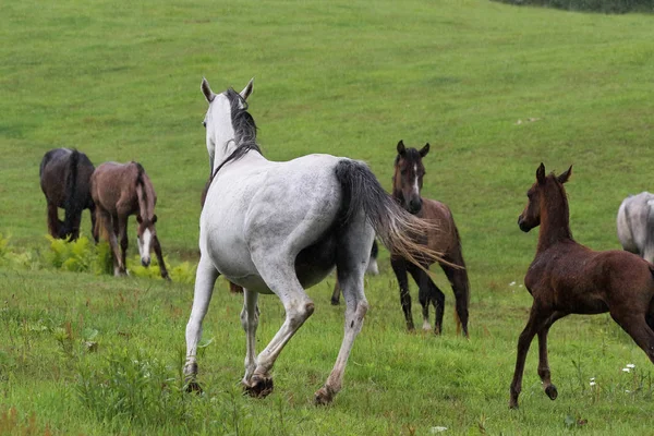 Caballo Pasto Verano —  Fotos de Stock