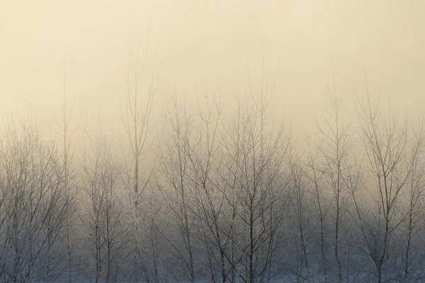 Paisagem Inverno Hokkaido — Fotografia de Stock