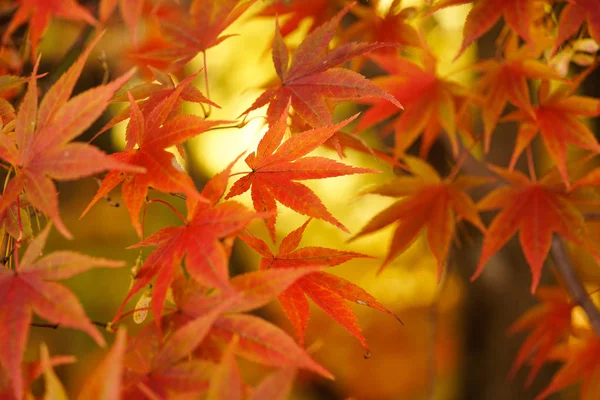 Japonya'da sonbahar manzara