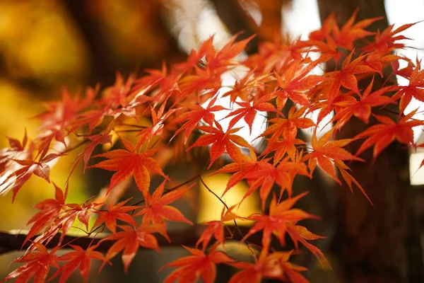 Осінній Пейзаж Японії — стокове фото