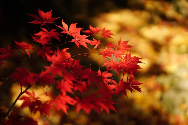Jesienny Krajobraz Japonii — Zdjęcie stockowe