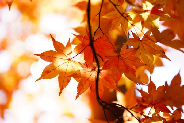 Paisaje Otoño Japón —  Fotos de Stock