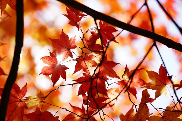 Autumn Landscape Japan — Stock Photo, Image