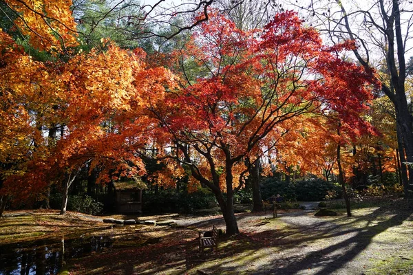 Осенний Пейзаж Японии — стоковое фото