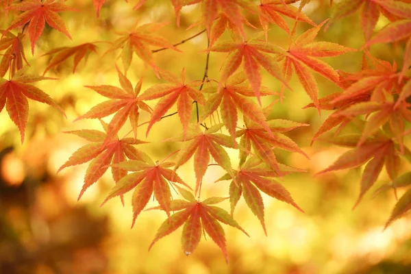 Краєвид Восени Японії — стокове фото