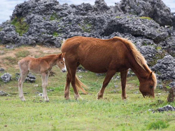 Caballo Isla Yonaguni —  Fotos de Stock