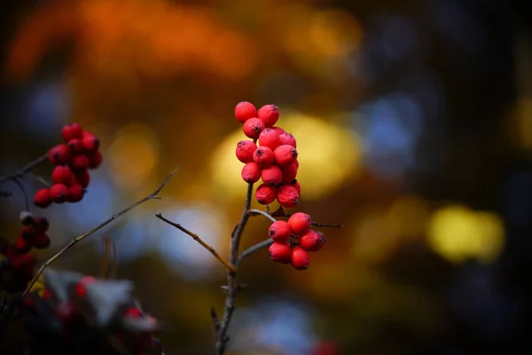 Красное Семя Осенью — стоковое фото