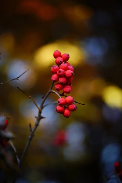 秋季红色种子 — 图库照片