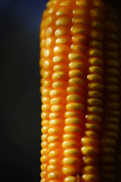 Kukurydza Czarnym Tle — Zdjęcie stockowe