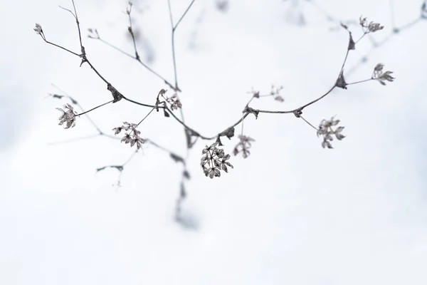 Gräs Vinter Hokkaido — Stockfoto