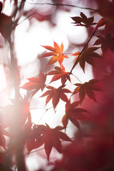 日本秋季景观 — 图库照片